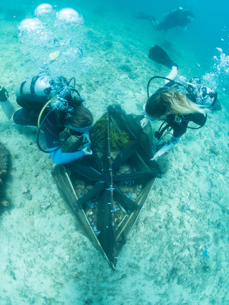 Two scuba divers look down into a section of seafloor that has been sectioned off by bamboo and mesh.