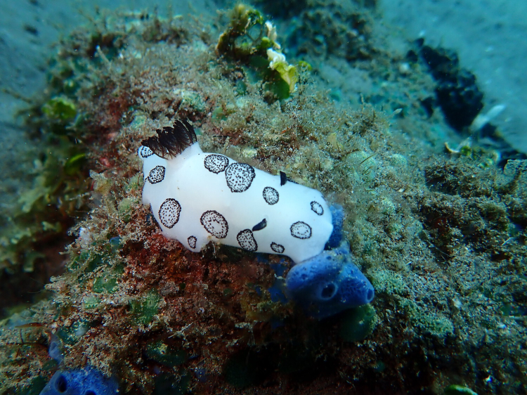 A sea slug crawls along a sponge. It's body is a milk white colour. Black circle outlines filled with tiny dots spot it's skin.