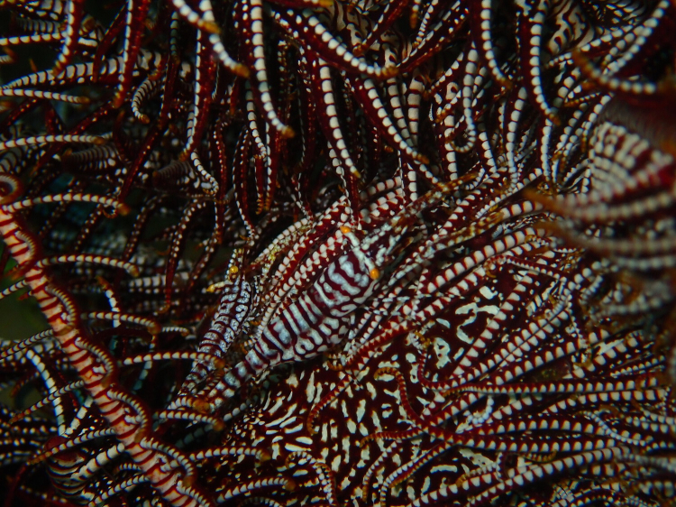 Close up of a white and red feather star's body. Two shrimp of the same colour can be seen against the feather star's body. They are made more visible by their yellow eyes.