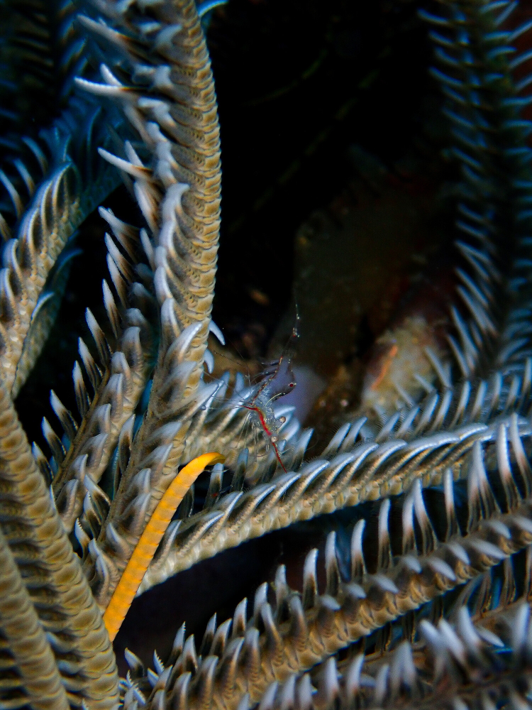 A clear shrimp with a read stripe along it's body crawls along a feather star arm.