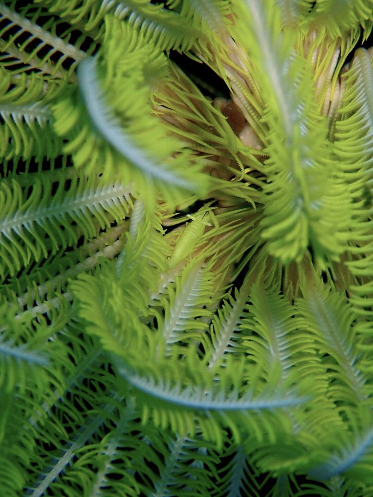 Close up of a bright yellow feather star. A shrimp of the same colour is barely noticeable against the feather star's body.