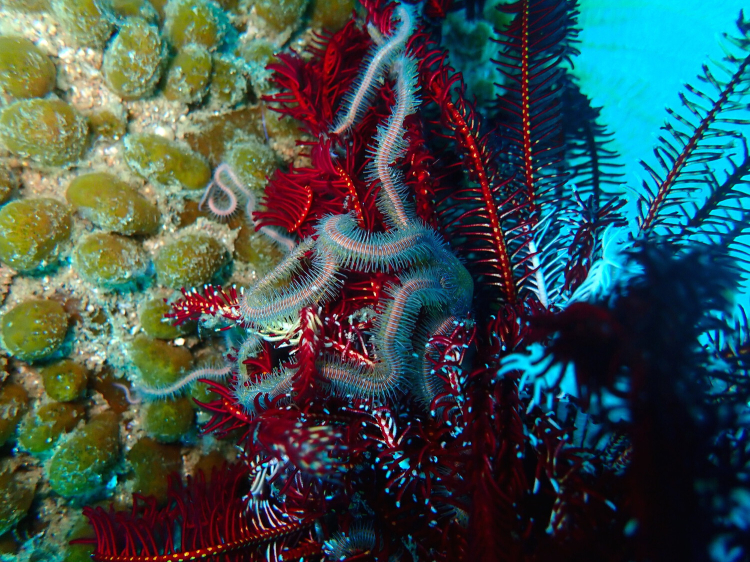 A blue brittle stars arms are wrapped and intertwined with a red feather stars body.