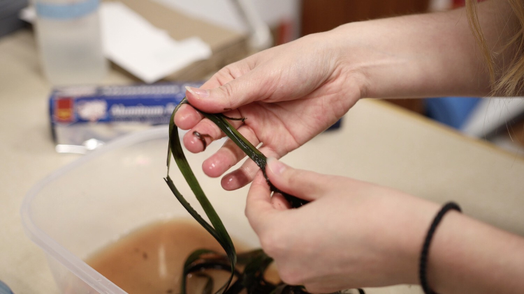 Coreen holds eelgrass over a plastic container with more eelgras and a thin layer of seawater.