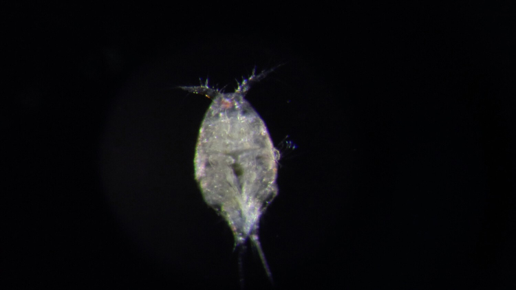 A transparent copepod stands out against a black background. Two antennae emerge from it's almost ovoid body.