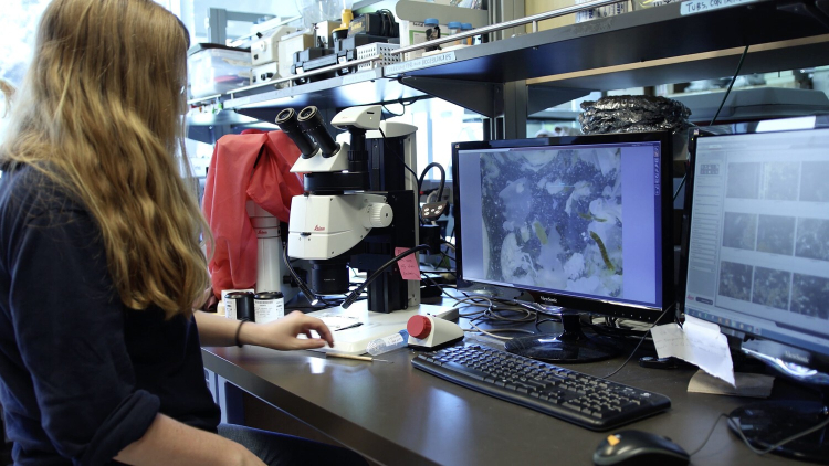 Coreen looks at a computer screen that displays an image from a microscope. Tiny copepods are visible on the screen.