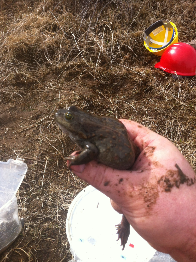 A muddy hand grips a large frog.