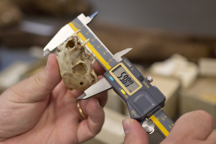 Calipers measure the width of a marten skull held in one hand. The measurement reads 59.87 millimetres.