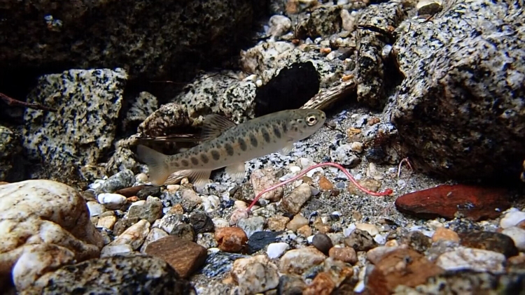 A tiny steelhead trout swims through a river. Granite rocks litter the riverbed around it.