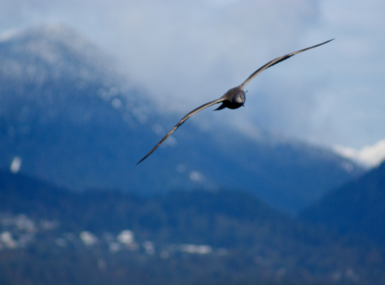 A seagull flies towards the camera with it's wings outstretched gliding on the air. Fuzzy mountains can be seen in the background.