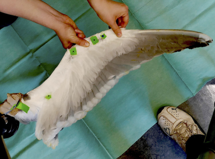 A disembodied bird wing is stretched out by two hands gripping leading side. Green tape with dots marks the position of the joints.