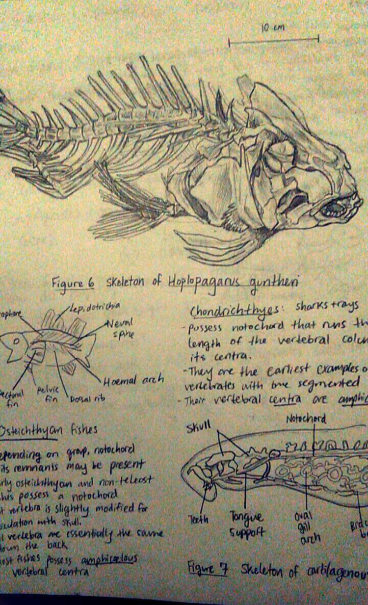 A pencil drawing of a fish skeleton. Text Below \