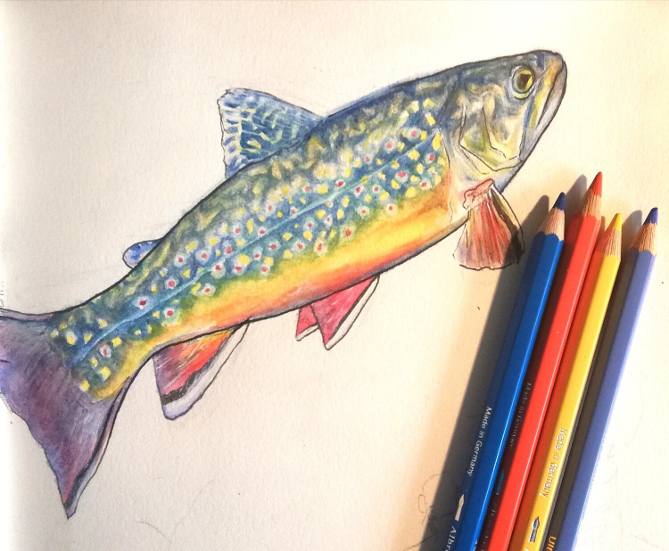 A coloured pencil drawing of a fish, an arctic char.
