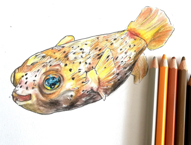 A coloured pencil drawing of a puffer fish. It appears to be smiling.