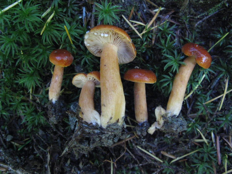 Five picked mushrooms lay on the ground. Their caps are a dark golden brown colour. A milky white liquid oozes from one of the caps.