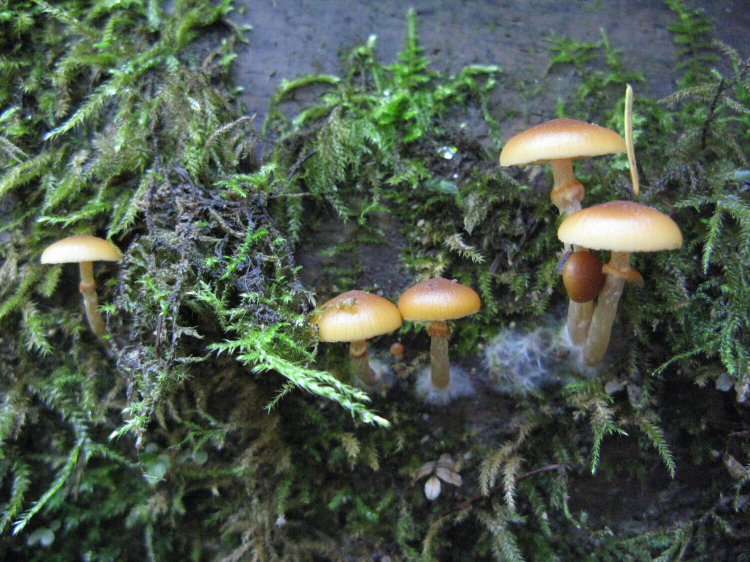 Five brownish yellow mushrooms stick out from between some small shrubs.