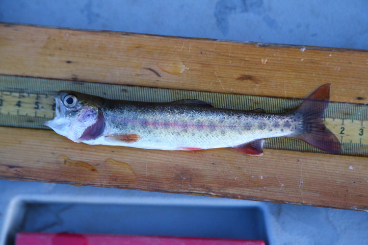A young rainbow trout lays on a ruler. The measurement is not clear, but it is close to 14 centimetres.