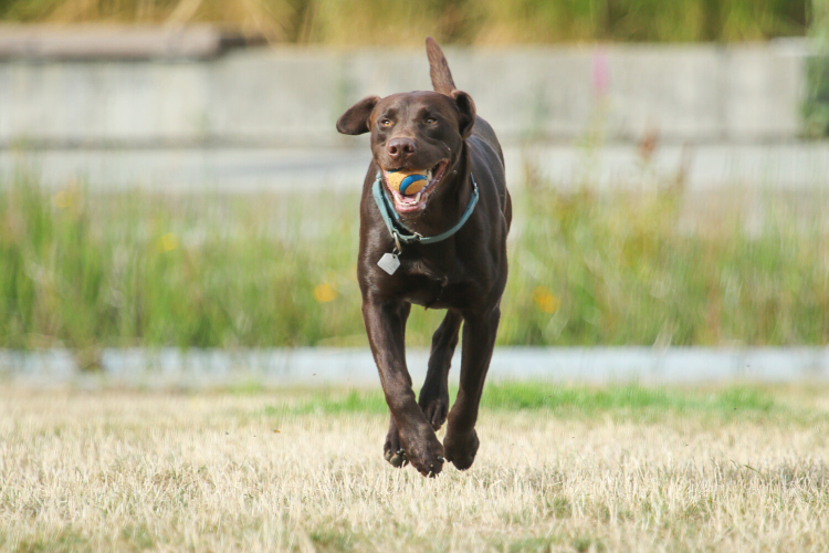 A chocolate labrador bounds through a field with a ball clenched firmly in it's mouth.