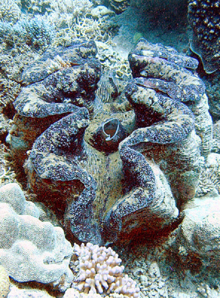 A giant clam's wavy shell sits nestled amongst coral reefs.