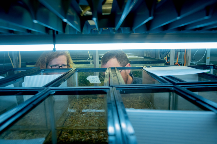 Rows of aquariums on shelves. Between then the tops of two human heads can be seen looking into the tanks.