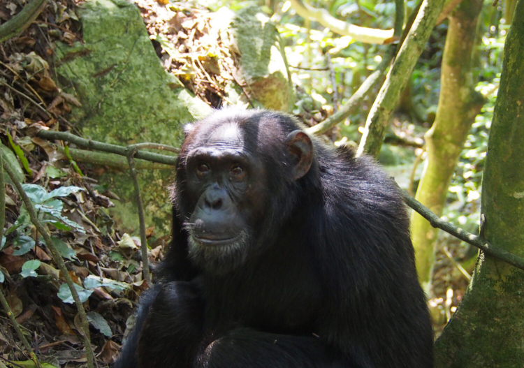 A chimpanzee looks just off camera at something. Jungle vegetation can be seen in the background.