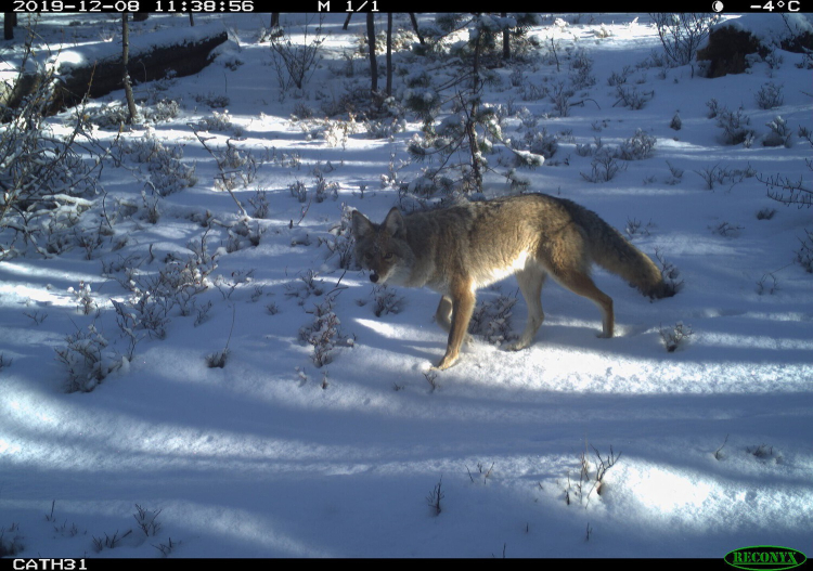 A coyote walks on a snowy hillside.