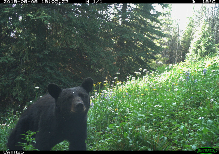 A black bear walks through a spring time forest meadow sprouting many wild flowers.