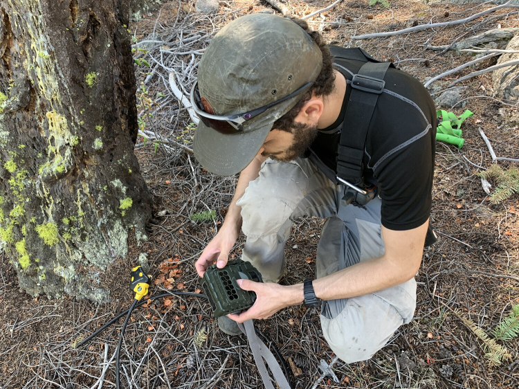 UBC graduate student Mitch Fennell servicing camera traps in Cathedral Provincial Park.| Mitch Fennell crouches near a tree while holding a camera trap.