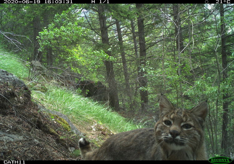 A bobcat stands really close to the camera looking almost into it. Dense forest can be seen in the background.