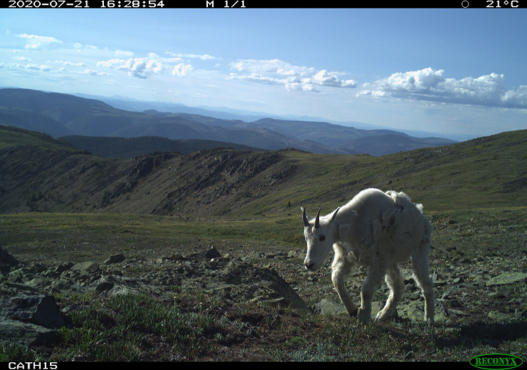 A mountain goat walks along a rocky and treeless mountain top.