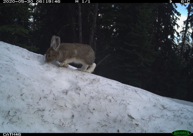 A snowshoe hare walks along a snow bank speckled with pine needles. The background is filled with coniferous trees.
