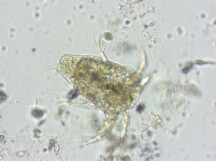 A microscopic image of a nauplius. Green can be seen inside it's transparent body that six legs. Three to a side.