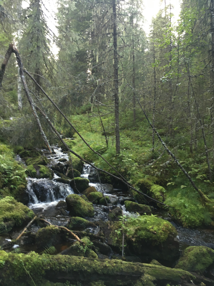 A stream trickles over moss covered rocks in the middle of a forest.