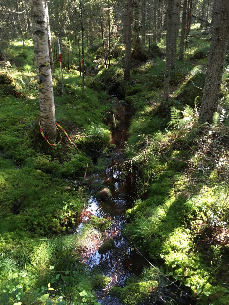 A stream flows along the low point of a moss covered forest floor.