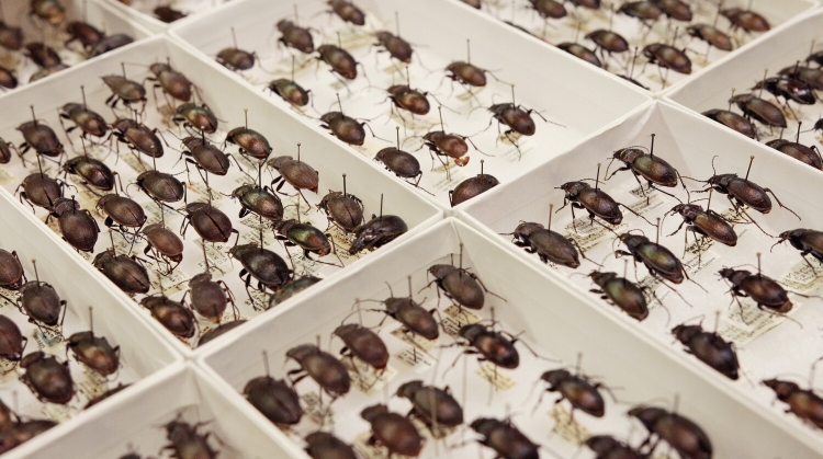Tiny white boxes hold rows of beetles pinned to labels that identify them.