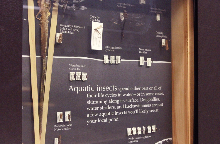 A wall panel behind glass reads, Aquatic insects. There are several different species of aquatic insects on display on top of the panel.