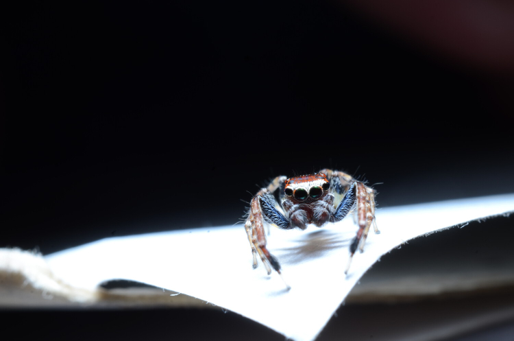 A red faced jumping spider sits on the corner of some white fabric. It has blue legs and four visible beady black eyes.