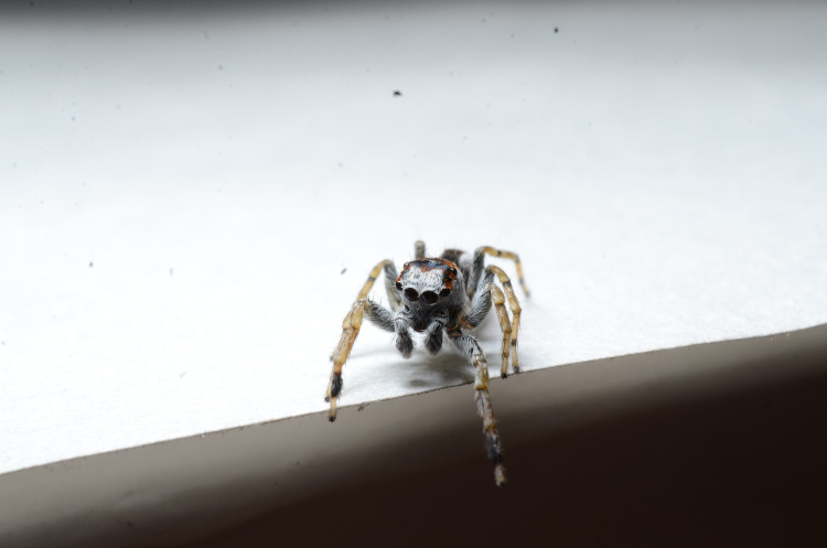 A mostly grey jumping spider stands on the edge of white fabric. An M shaped marking sits on the top of it's head.