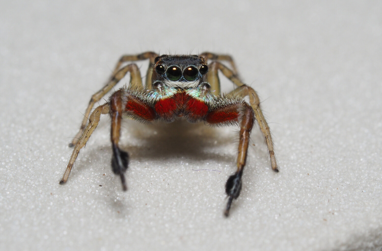 A jumping spider sits on a white background. It's mandibles and front legs are a bright red with with a stripe of light blue above.