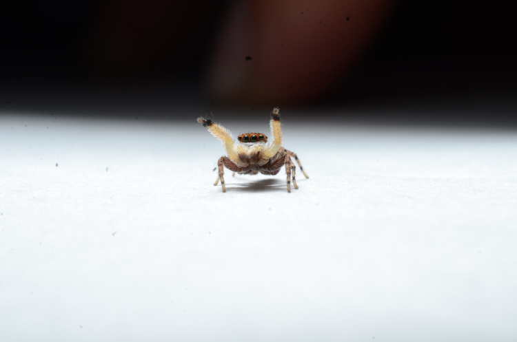 A red faced jumping spider stands on a white background. It's two white first legs stretch out into the air before it. They are much bigger that it's six other legs.