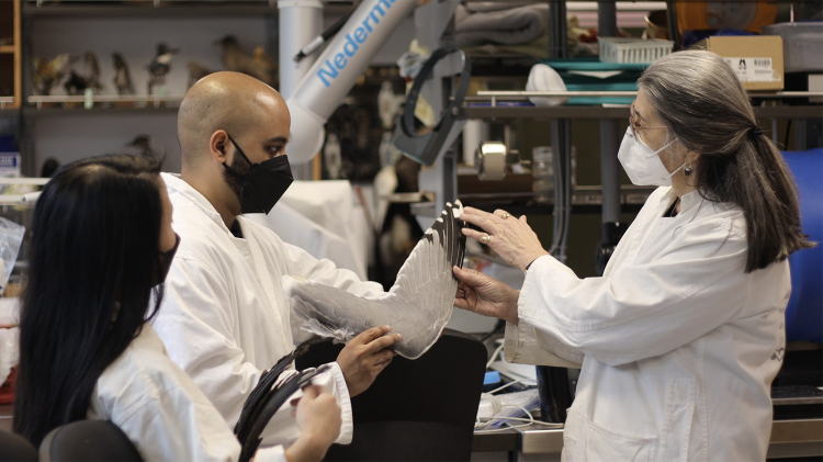 Jasmin, Vikram, and Ildiko wear white lab coats in a science laboratory. Virkam holds a gull wing while Ildiko points to the primary feathers.