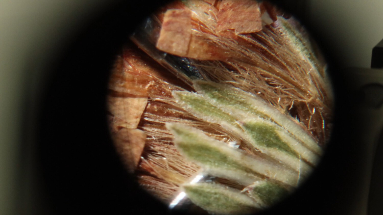 Looking through the microscope we see the small details of the hairs and leaves of a plant.