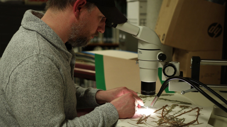 Jamie looks through a microscope at a plant specimen.
