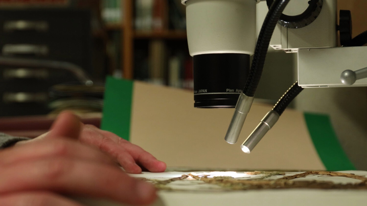 A plant specimen is placed underneath a microscope by a pair of hands.
