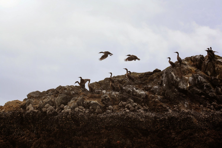 Sea birds sit on well worn rocks that are varying shades of brown and grey. Clouds cover the faint blue sky.