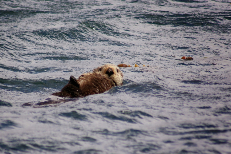A sea otter floats on her back with her pup on her chest.