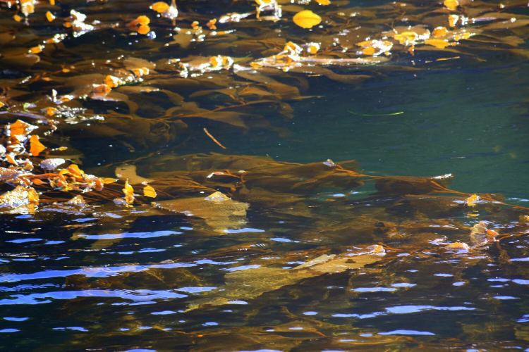 Giant kelp floats on the surface of the water extending into the depths below.