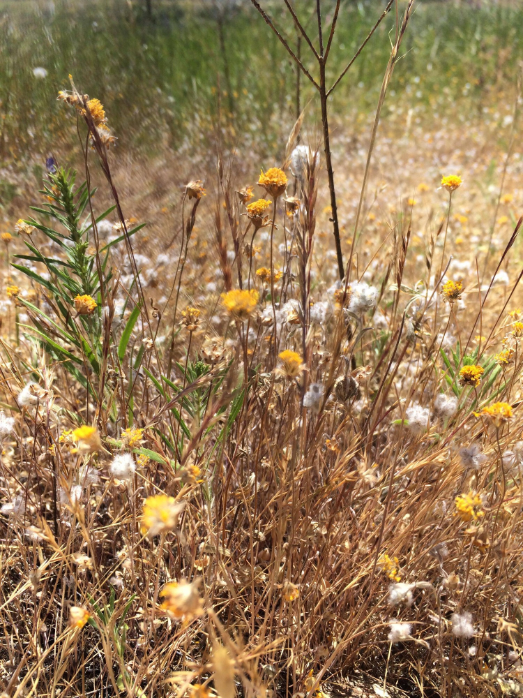 Small yellow flowers amongst very dry tall grass.