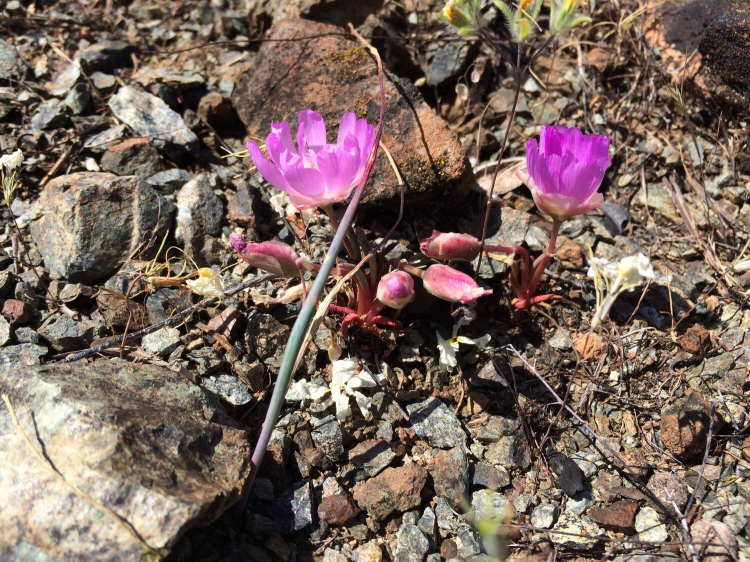 Small light purple flowers with red stems grow from rocky soil.
