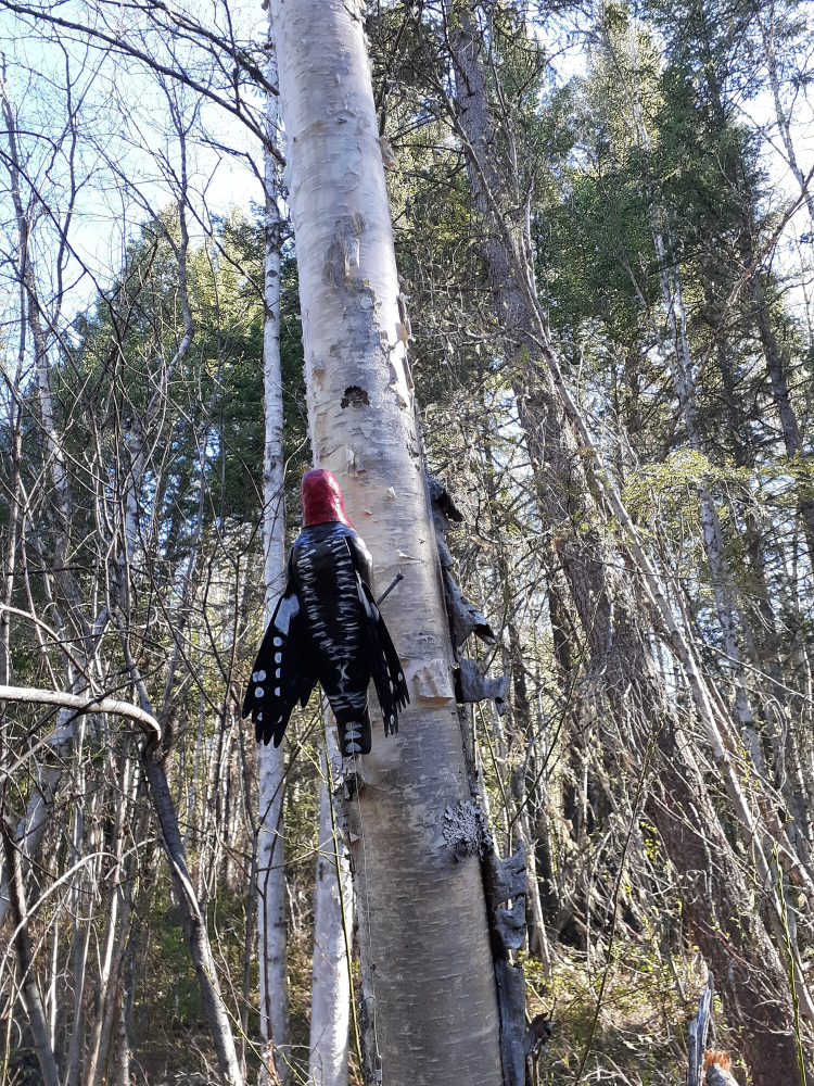 A fake sapsucker is mounted on a birch tree.