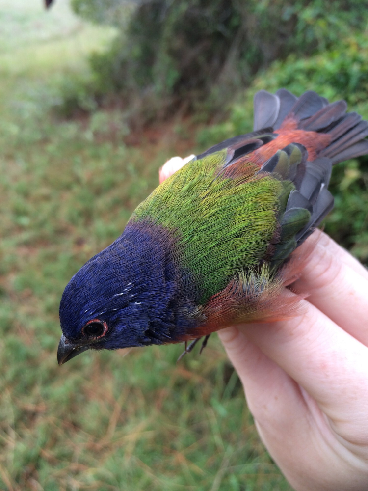 A blue headed bird with a green body and red wings is being held by the feet.